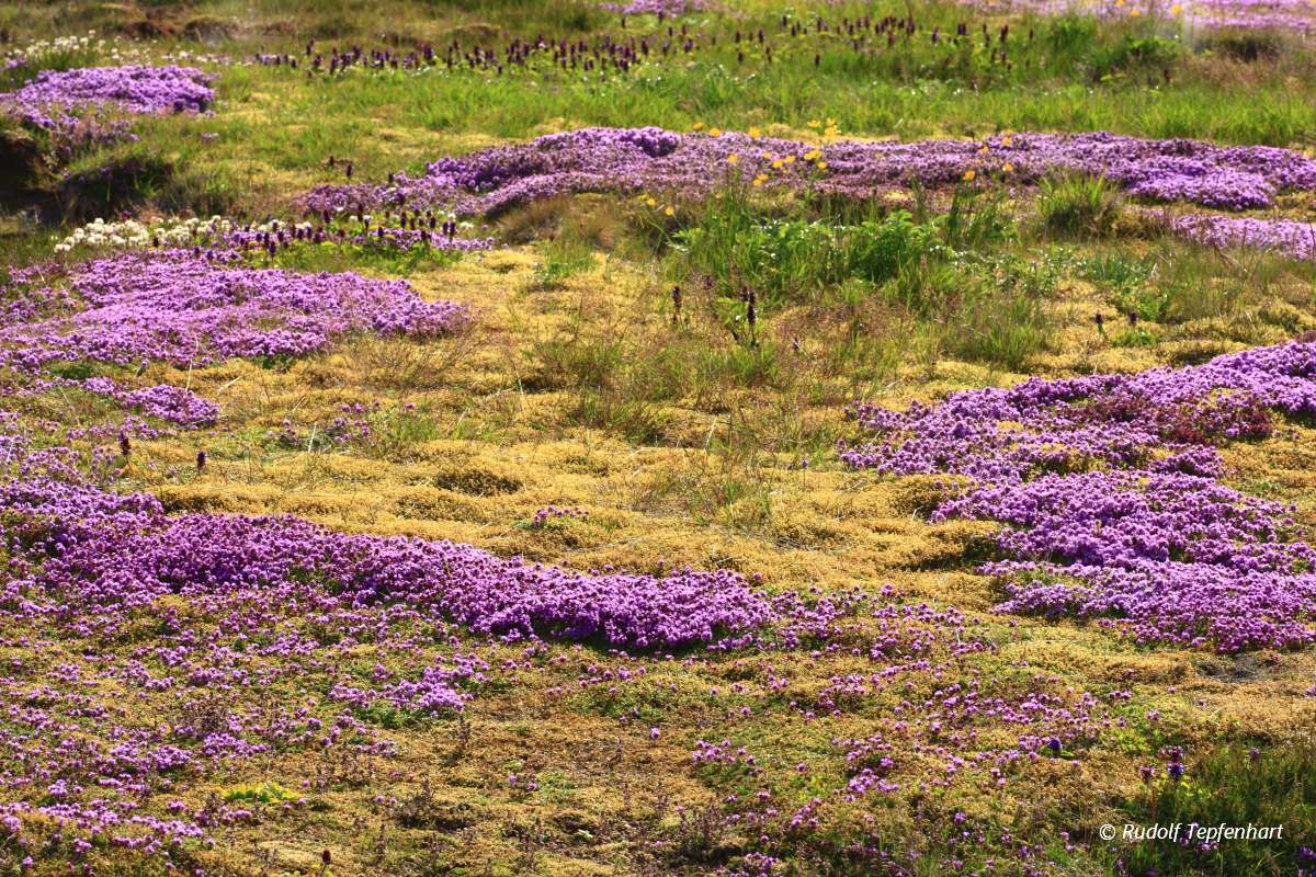 Geothermal area Haukadalur