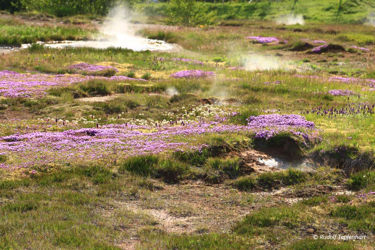 Geothermal area Haukadalur