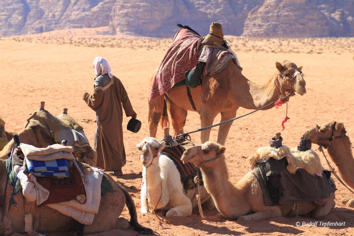 Camels