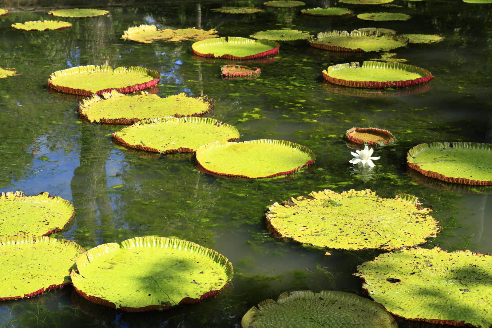 09.14 Mauritius  MG 6601