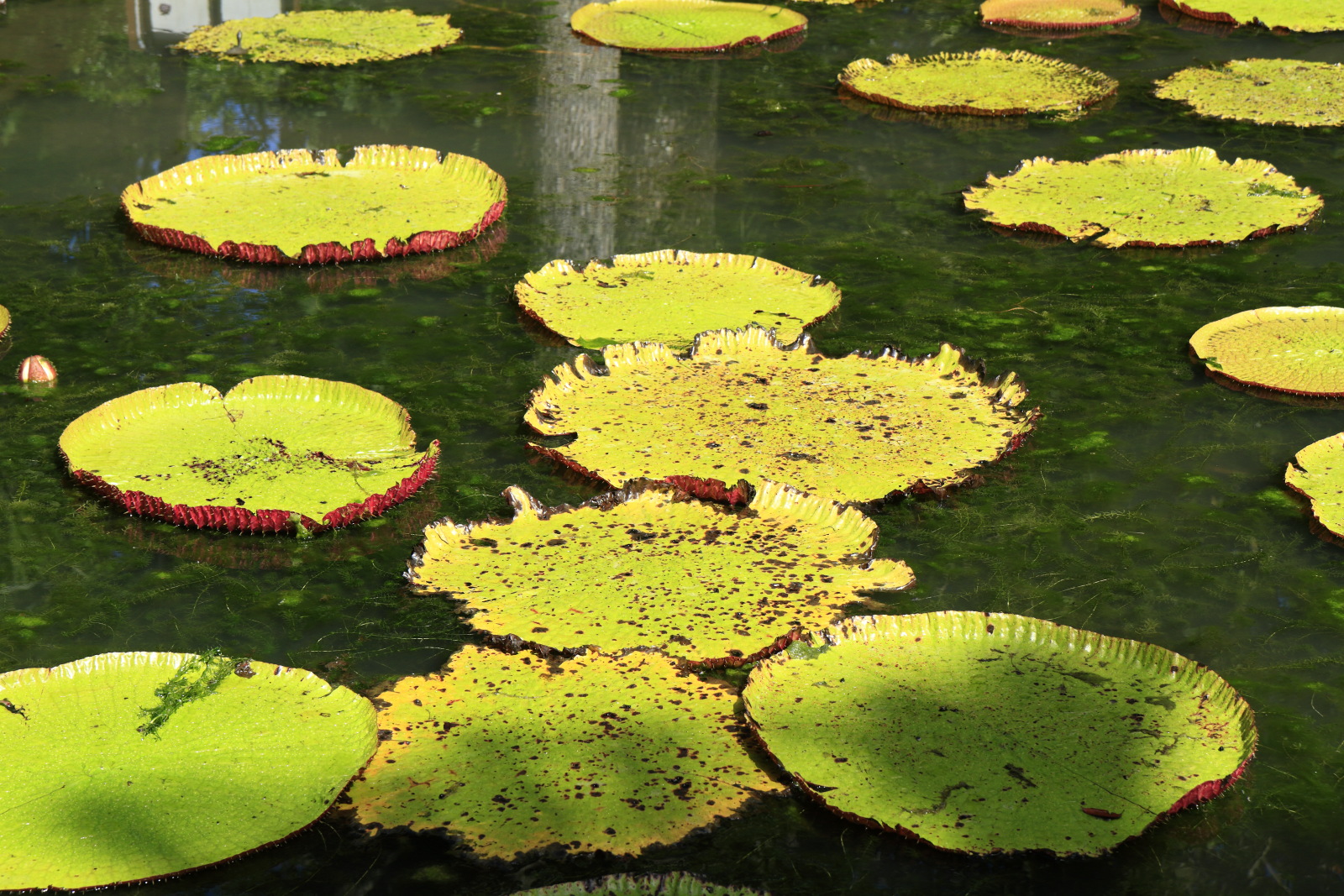 09.14 Mauritius  MG 6602