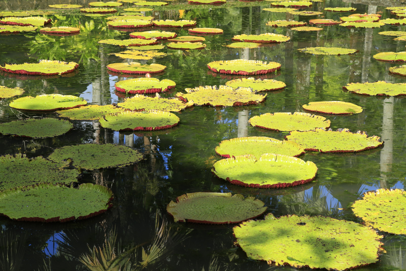 09.14 Mauritius  MG 6603