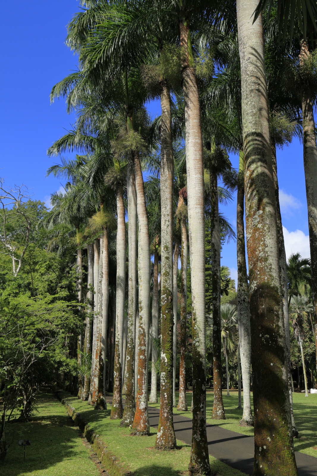 09.14 Mauritius  MG 6605