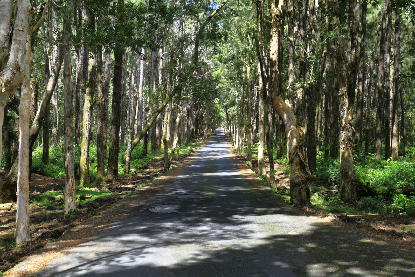 09.15 Mauritius  MG 6720