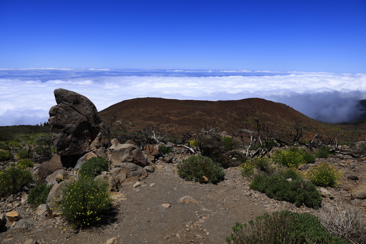 05.16 Teneriffa  08A0446
